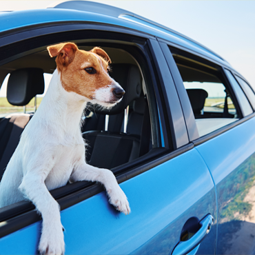 Dog in car window
